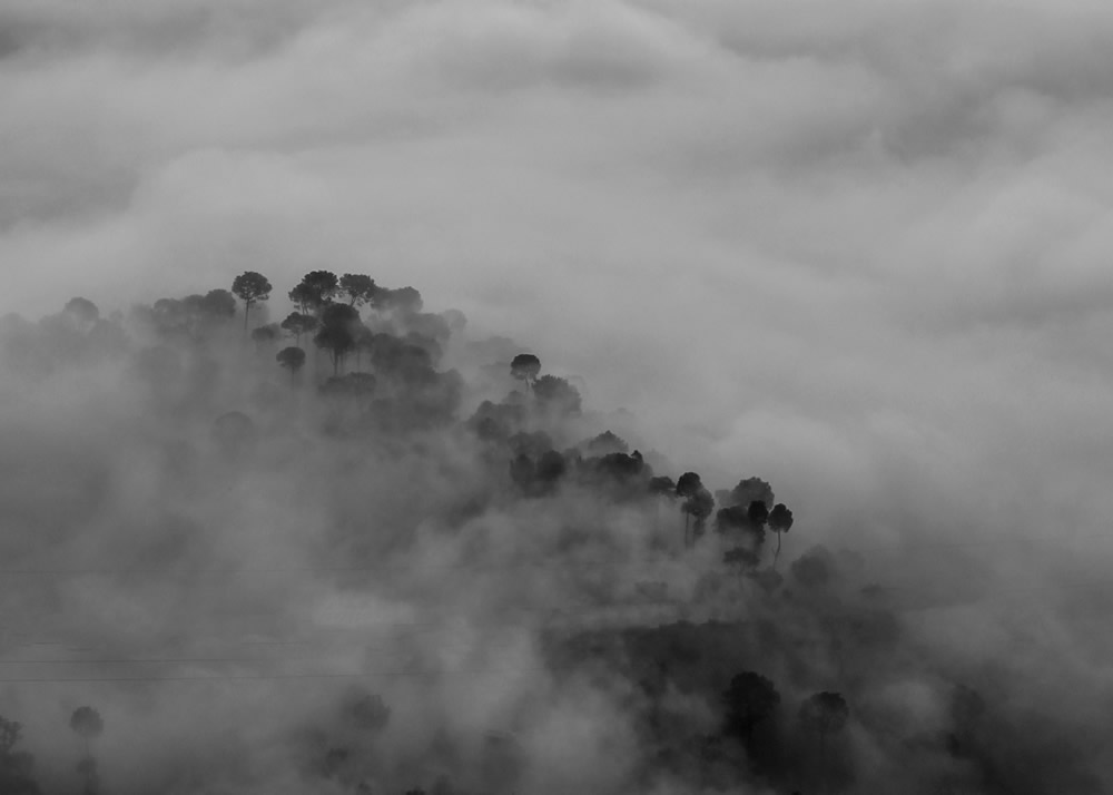 My Journey With Trees: Fascinating Photo Series By Dakshina Murthy